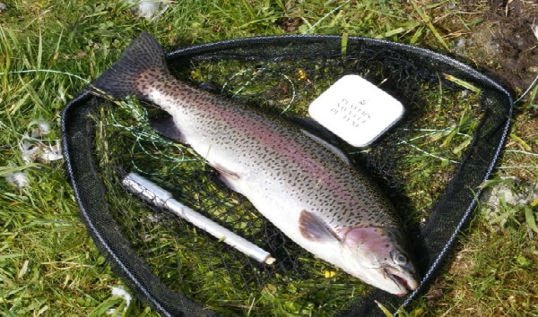 Trout in the net