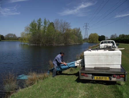 Trout fish being delivered