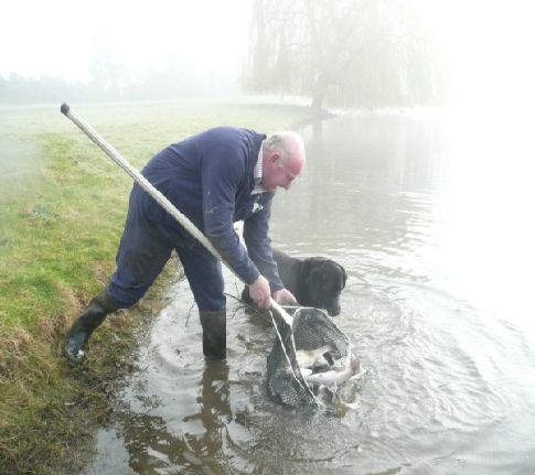 Releasing Trout into the lake